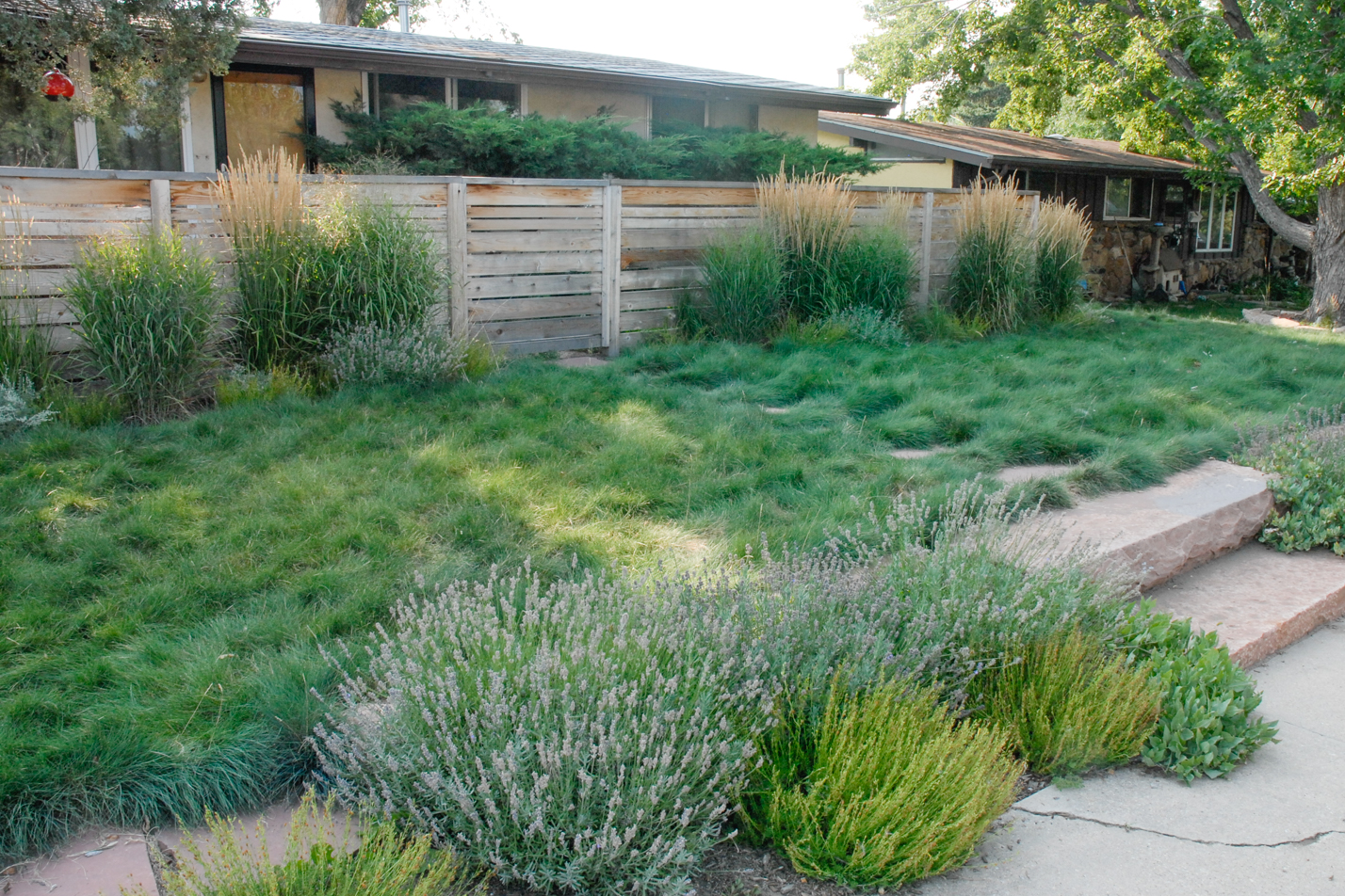 Contemporary Xeriscape